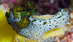 Nudi that I haven't seen before.   I did a double-take an... by Larissa Roorda 